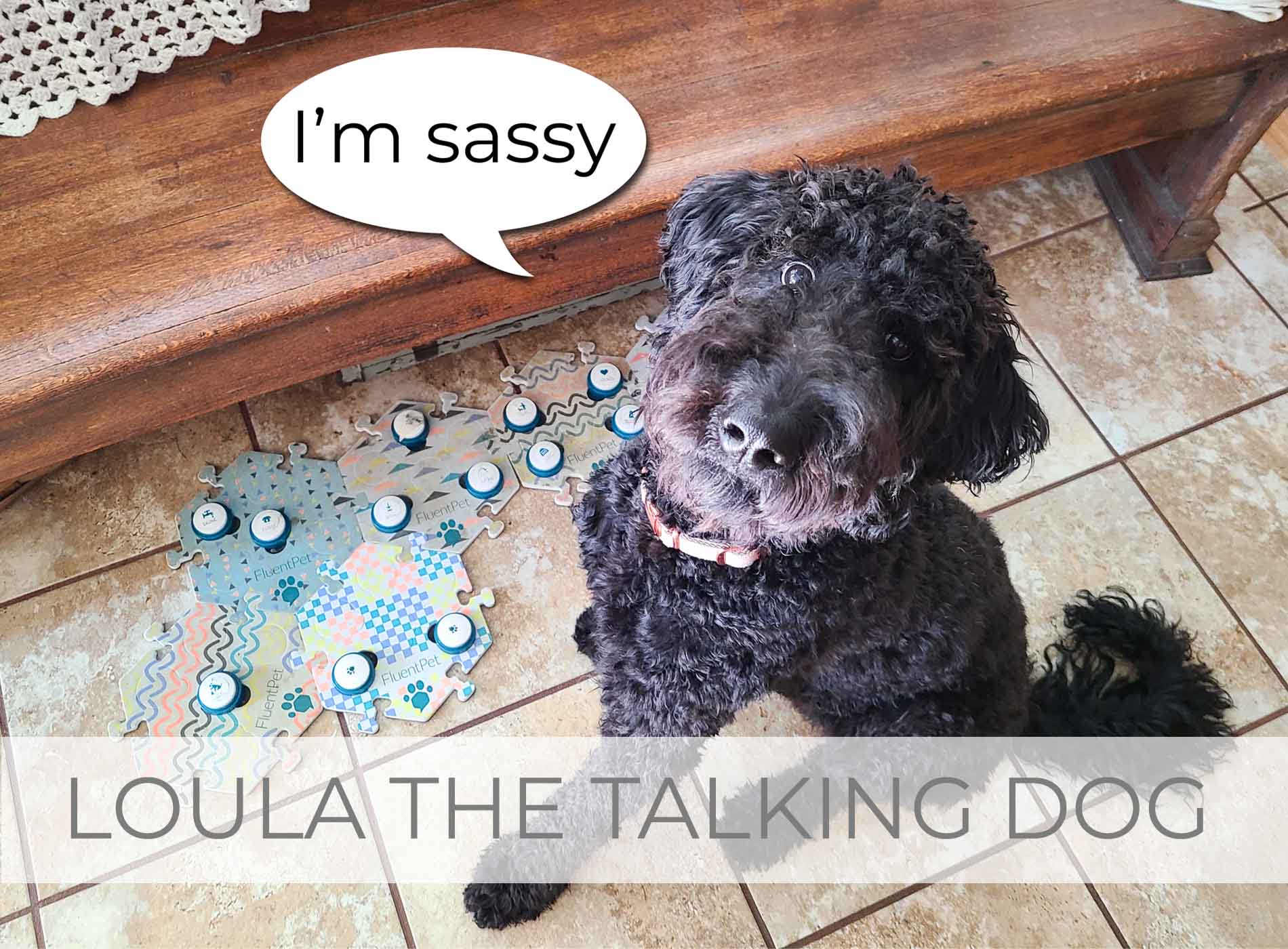 Showcase of Loula the Talking Dog Story by Larissa of Prodigal Pieces | prodigalpieces.com #prodigalpieces